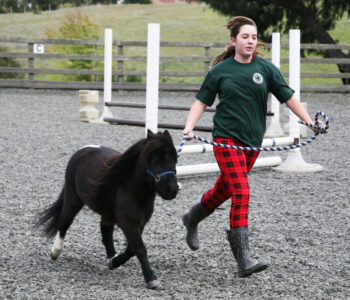 Are Miniature Horses Easier Than Full-Size Horses?